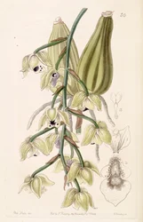 Lacaena bicolor
